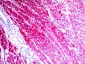  CD63 (Late Endosomes Marker) Antibody - With BSA and Azide
